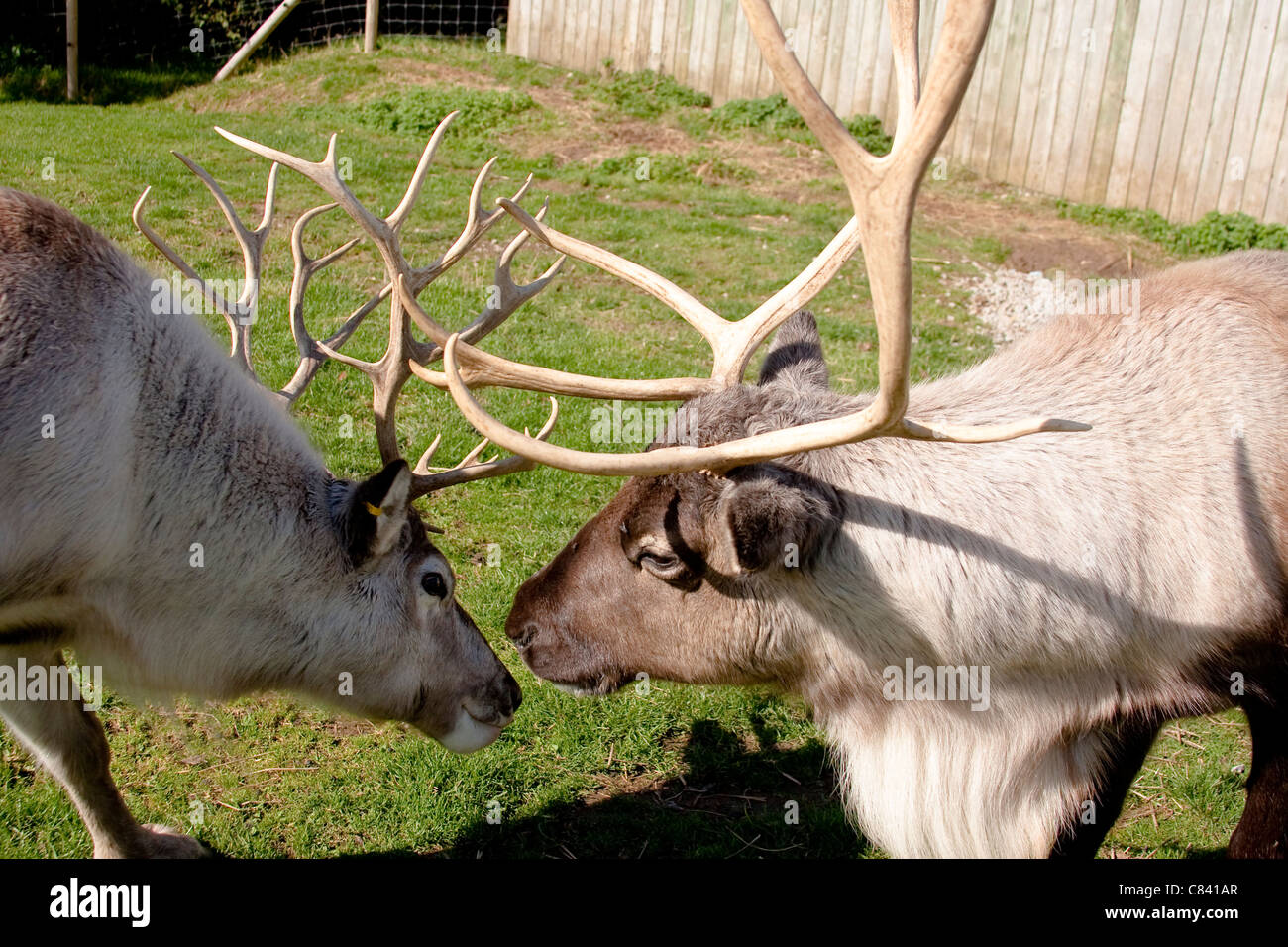 Reindeer Male and Female Closeup of Heads and Antlers Stock Photo