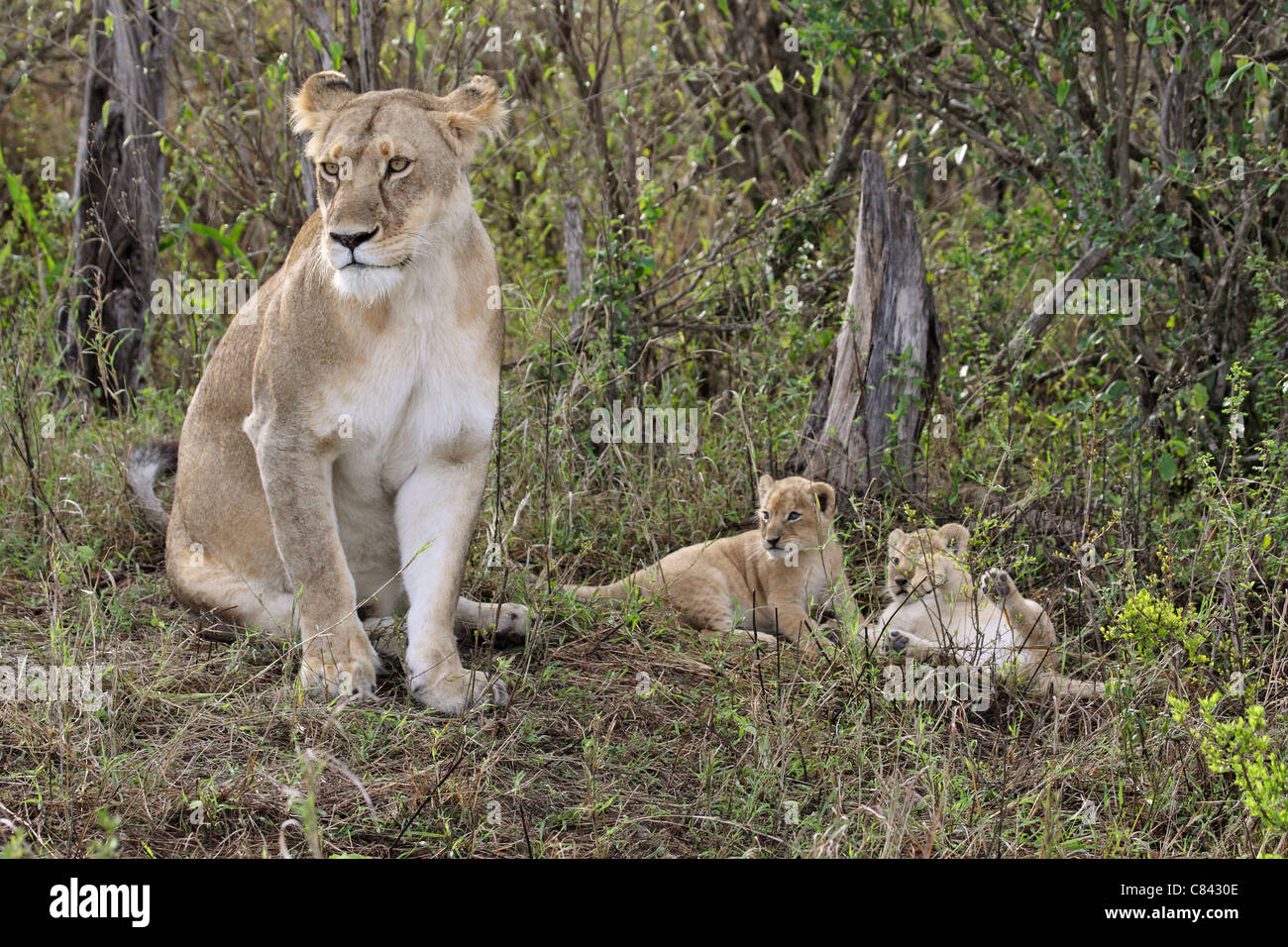 lioness with two cubs / Panthera leo Stock Photo - Alamy
