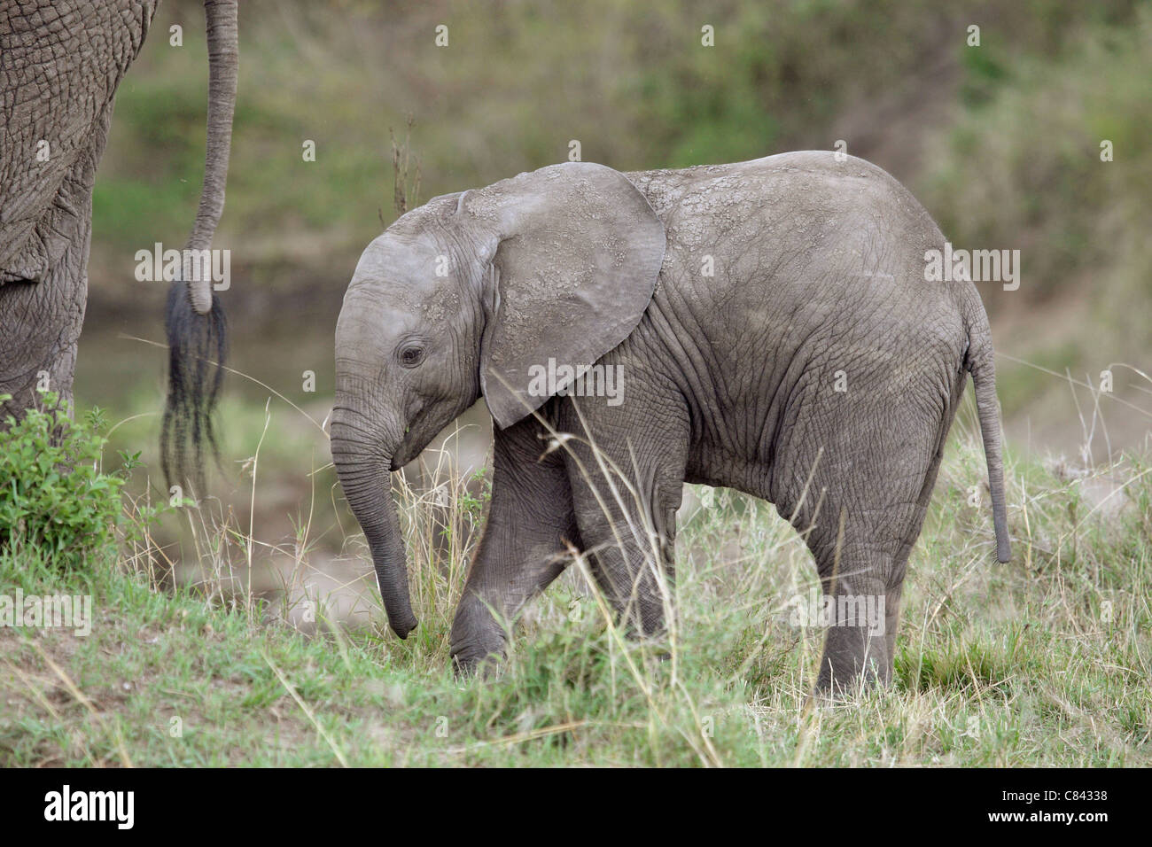 African Elefant - cub / Loxodonta africana Stock Photo - Alamy