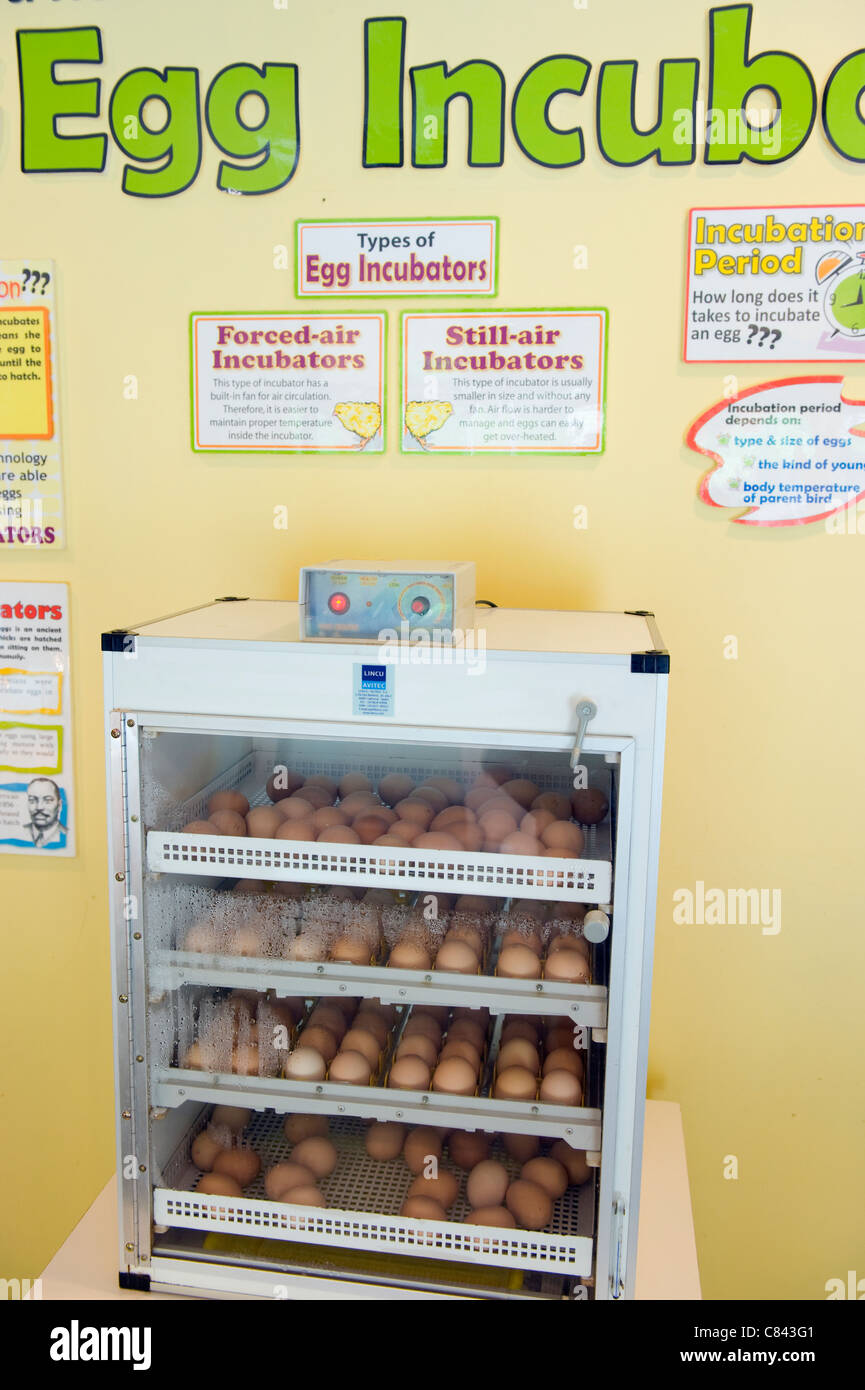 egg incubation; KL Bird Park, Kuala Lumpur, Malaysia, South East Asia Stock Photo
