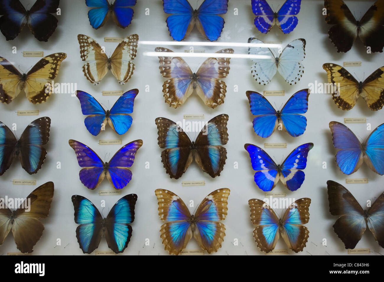 Butterfly Park, Kuala Lumpur, Malaysia, South East Asia Stock Photo