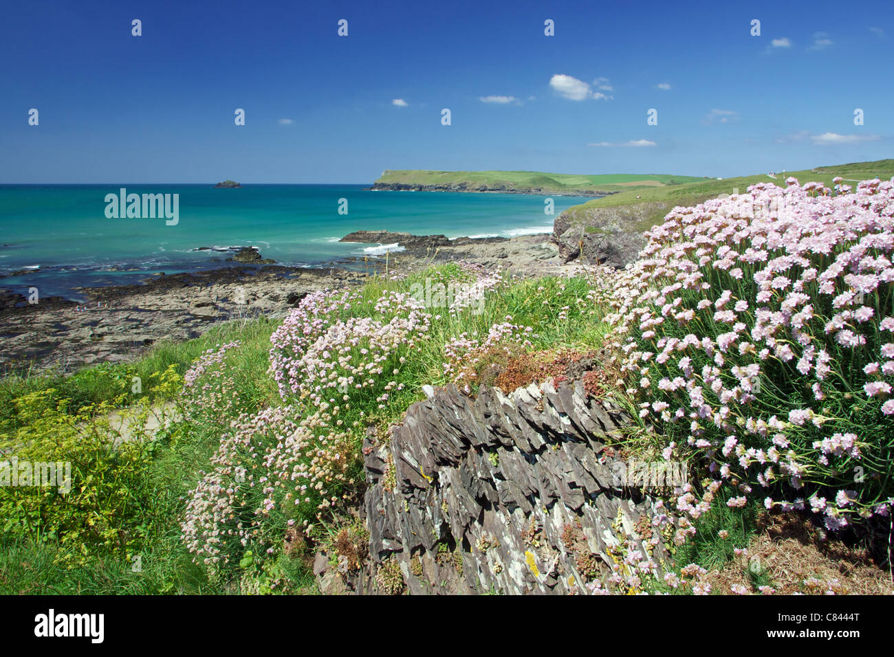Flowers growing on rocky beach Stock Photo Alamy
