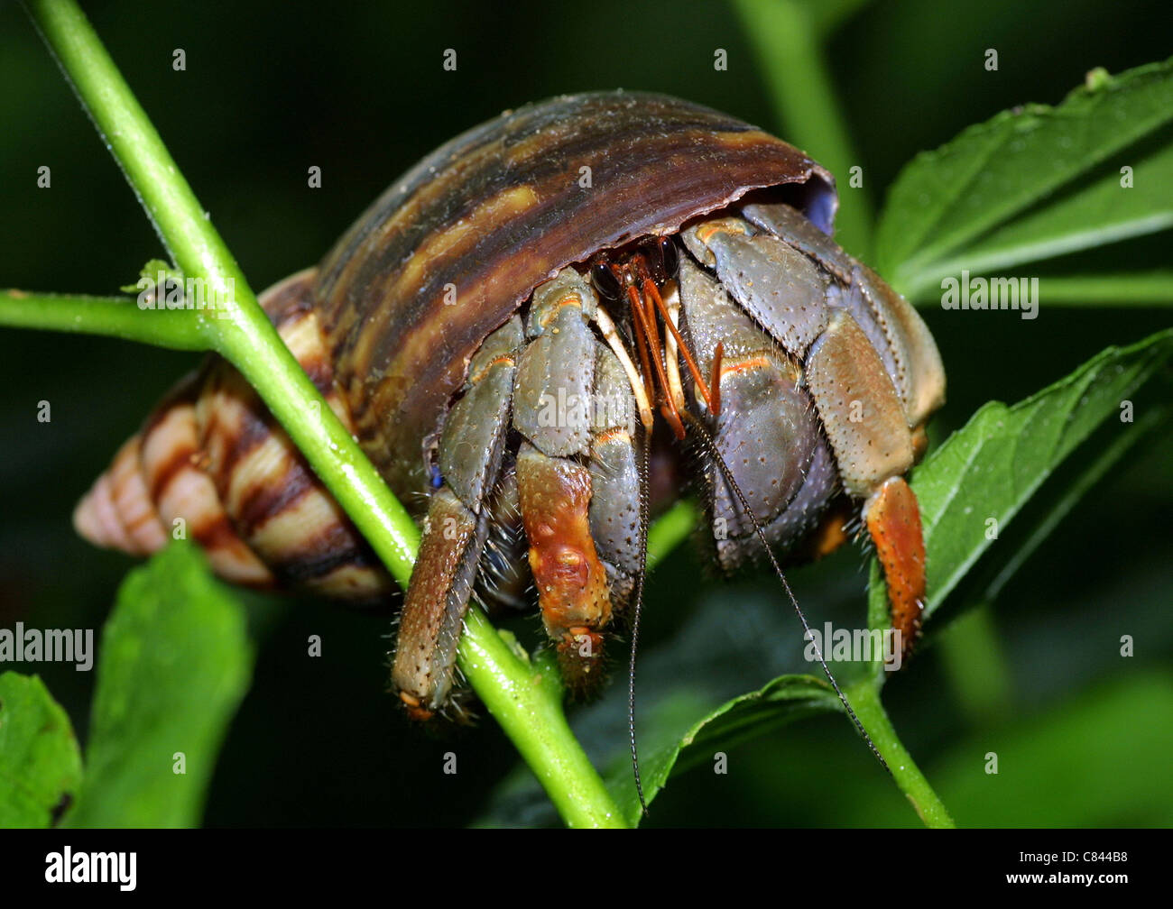 One soldier crab hires stock photography and images Alamy