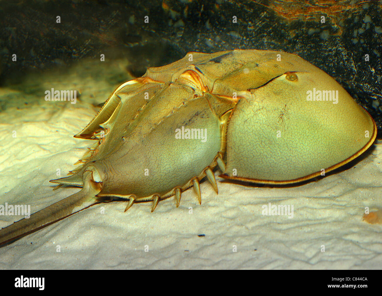 Horseshoe crab fossil hires stock photography and images Alamy