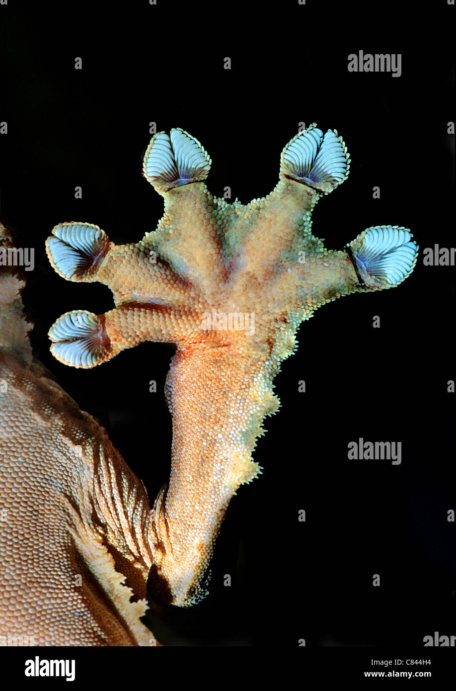 Gecko - paw Stock Photo - Alamy