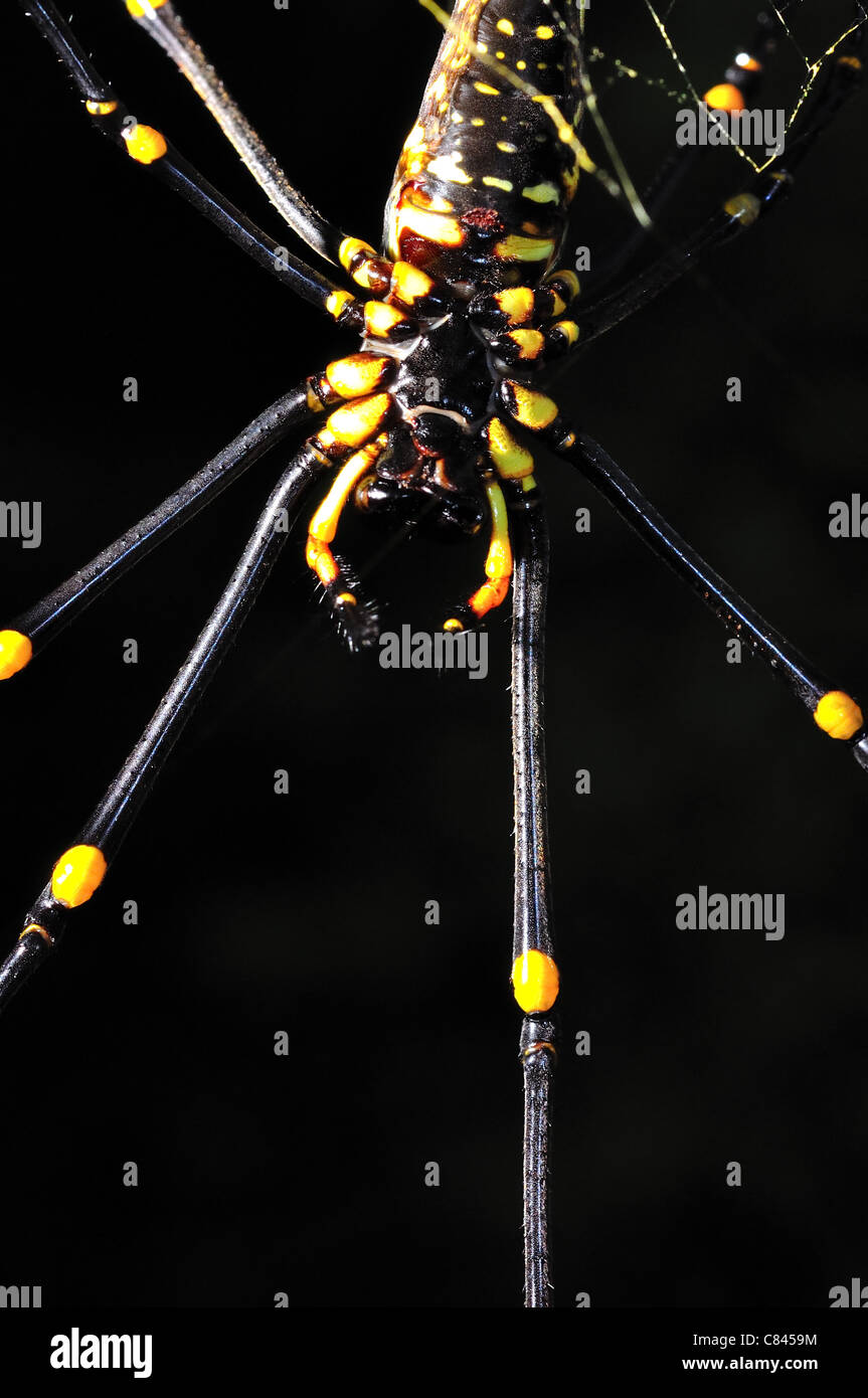yellow spider macro Stock Photo - Alamy