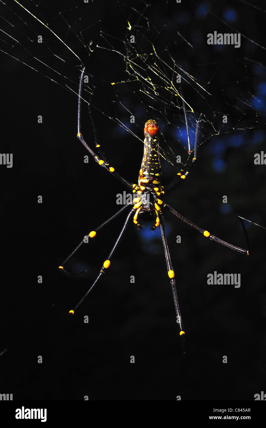 yellow spider macro Stock Photo - Alamy