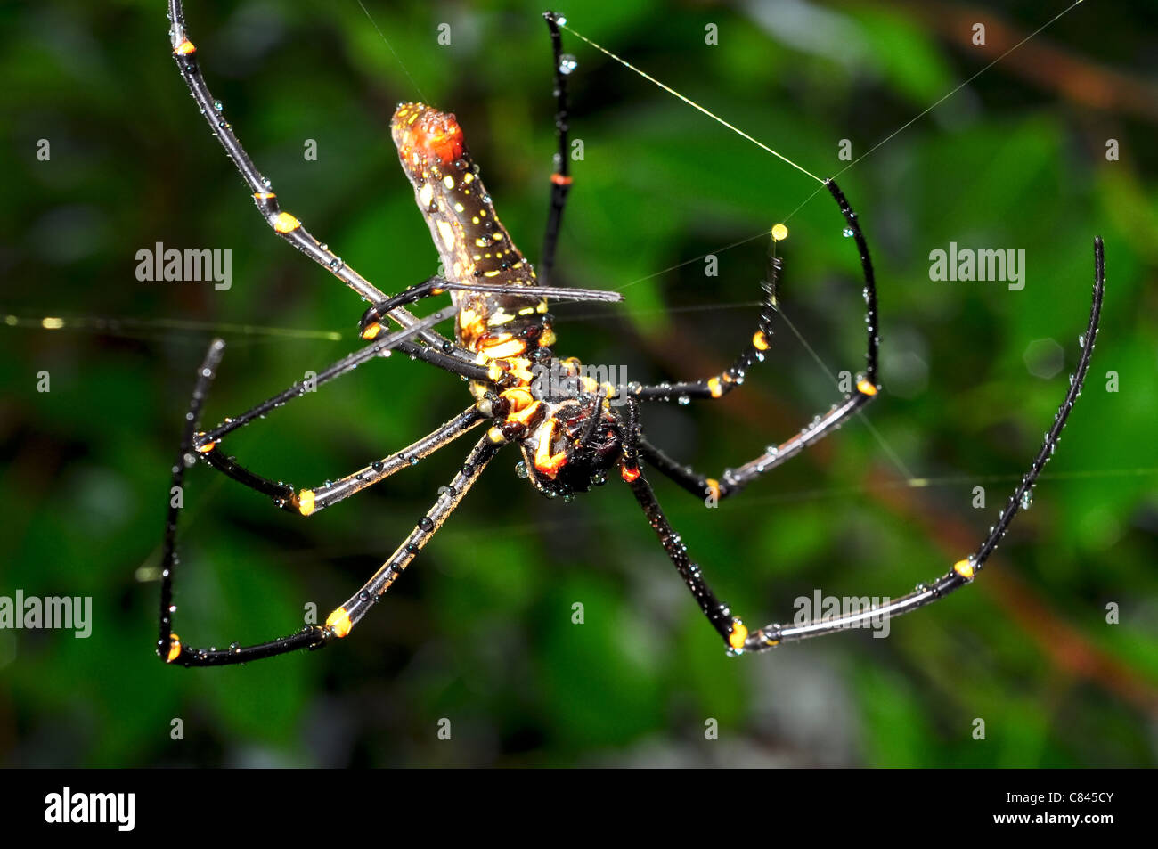yellow spider macro Stock Photo - Alamy