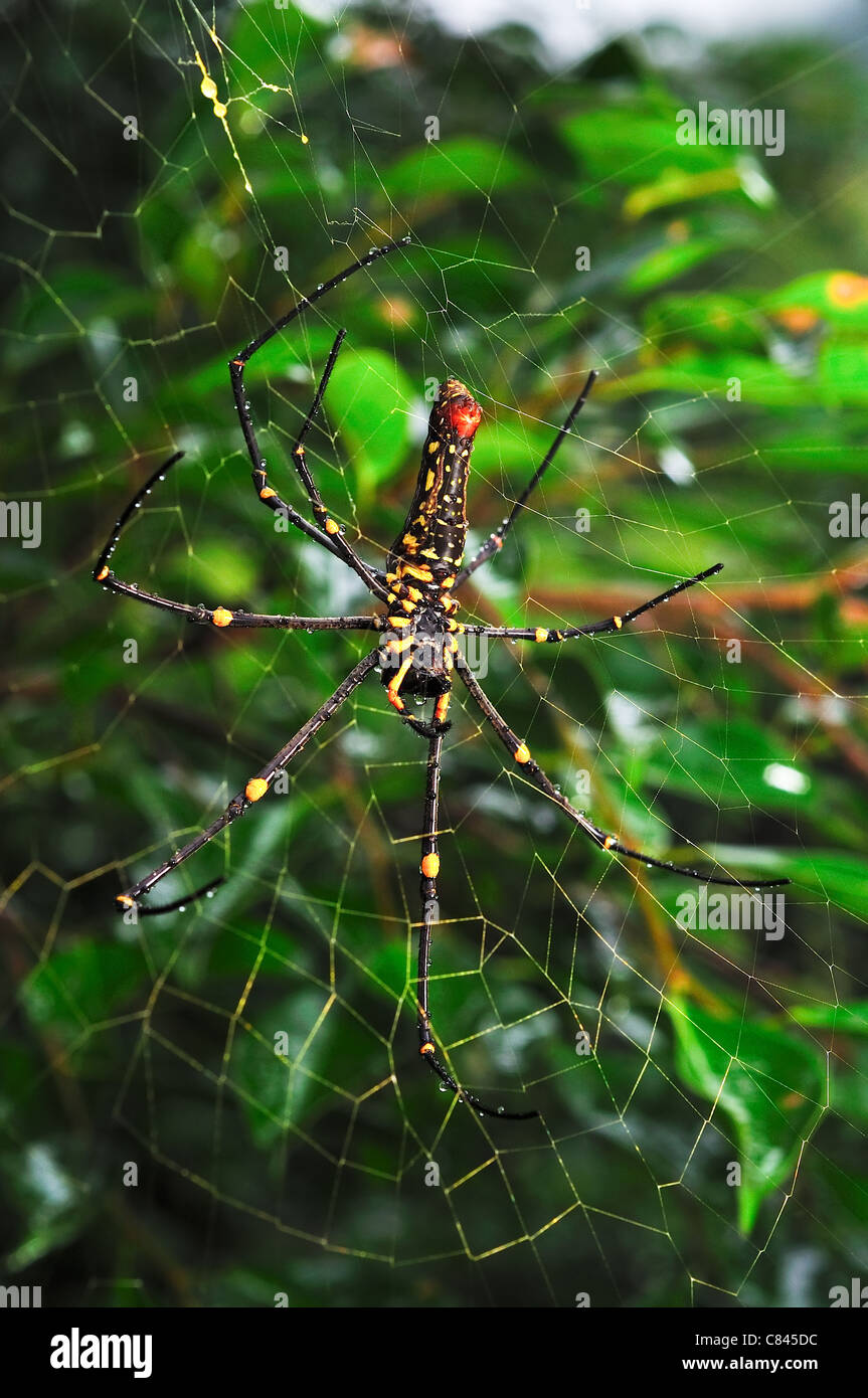 yellow spider macro Stock Photo - Alamy