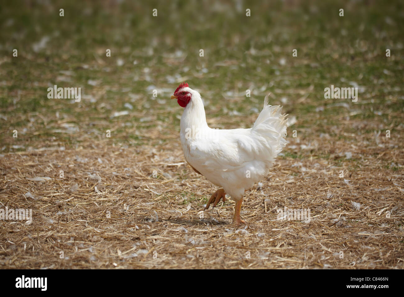 Chicken walking in yard Stock Photo