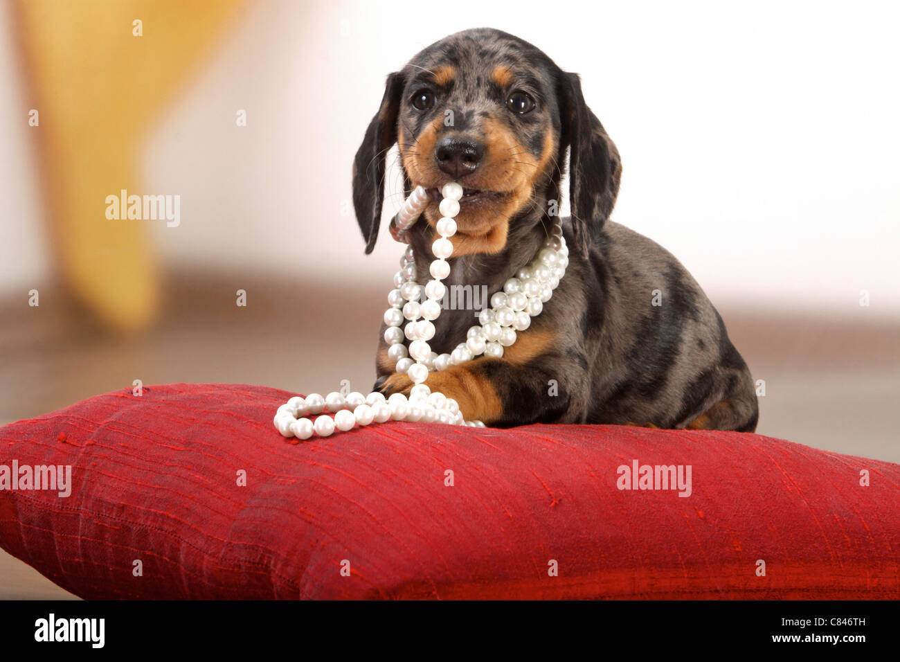 multi colored weiner dog