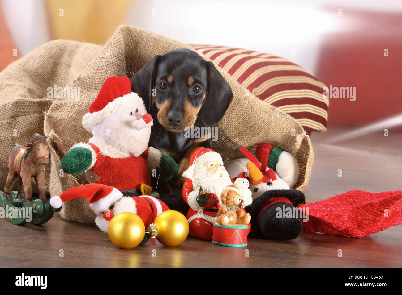 77+ Dachshund Puppies Christmas