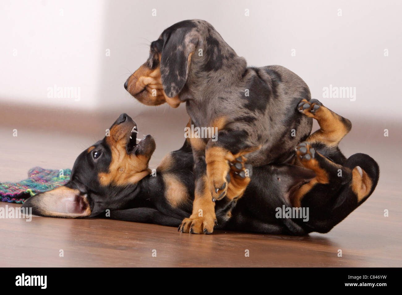 Shorthaired Dachshund two puppies playing Stock Photo Alamy