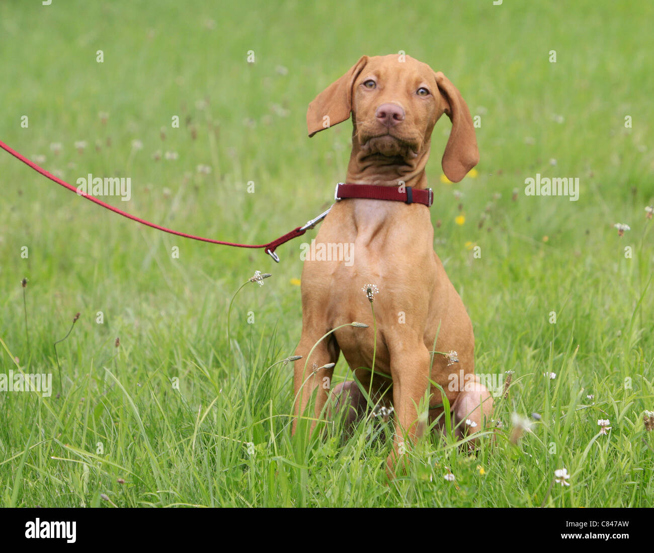 Vizsla leash new arrivals