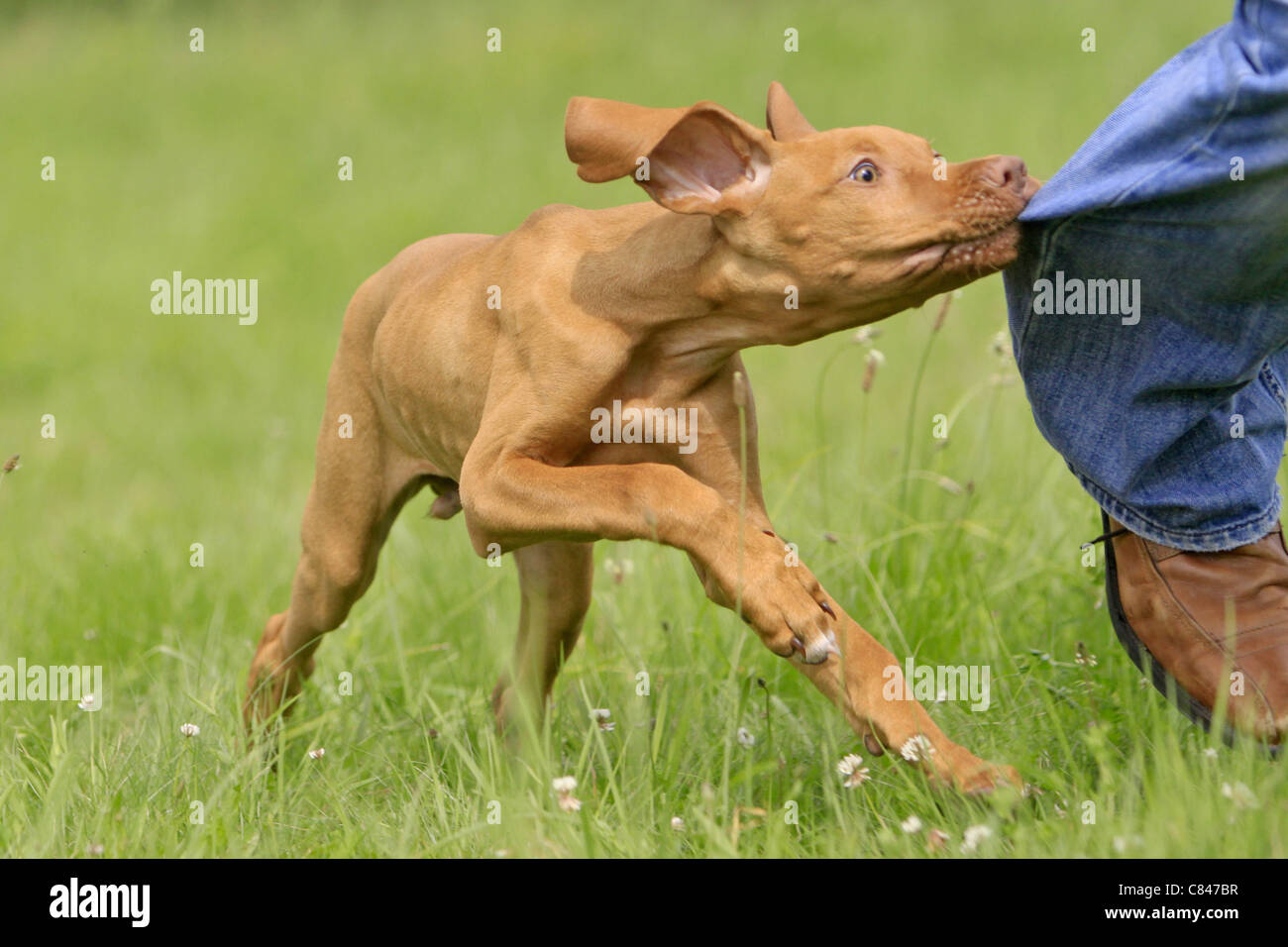 Magyar Vizsla - puppy biting in 