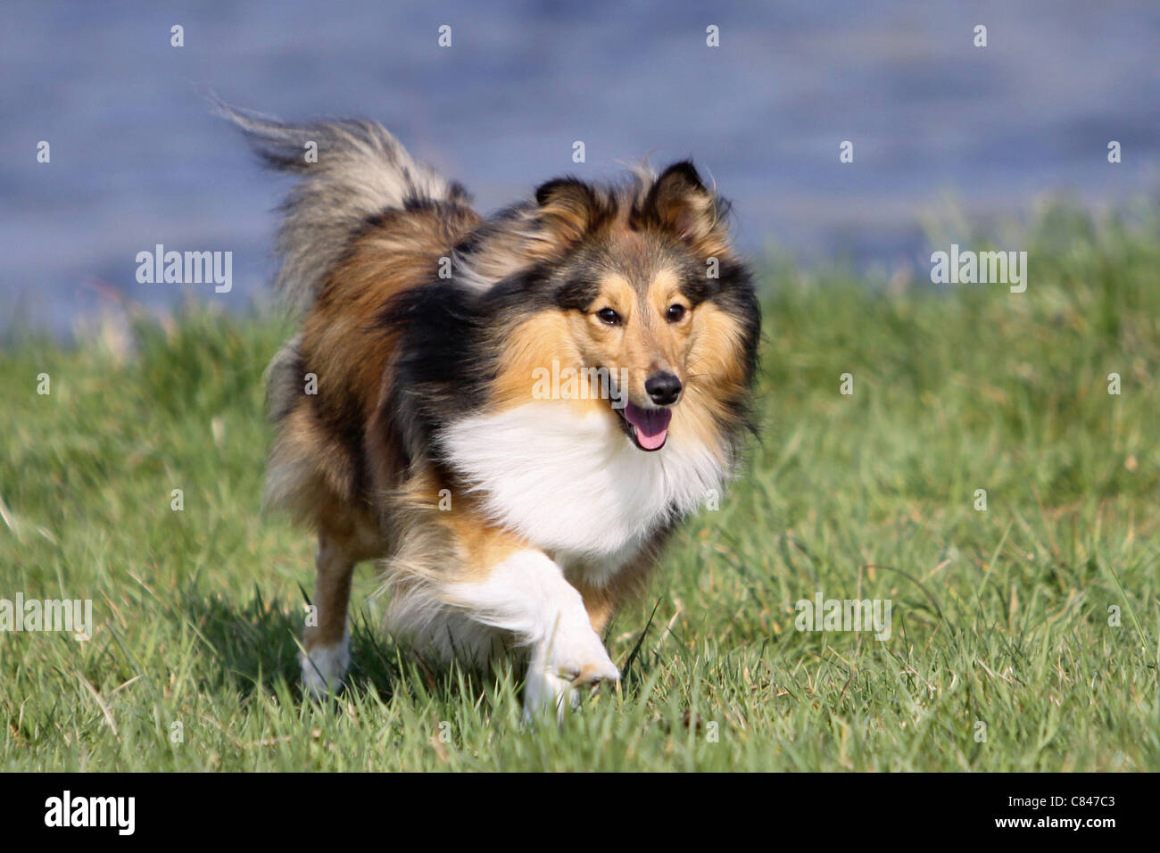 Sheltie dog - walking on meadow Stock Photo