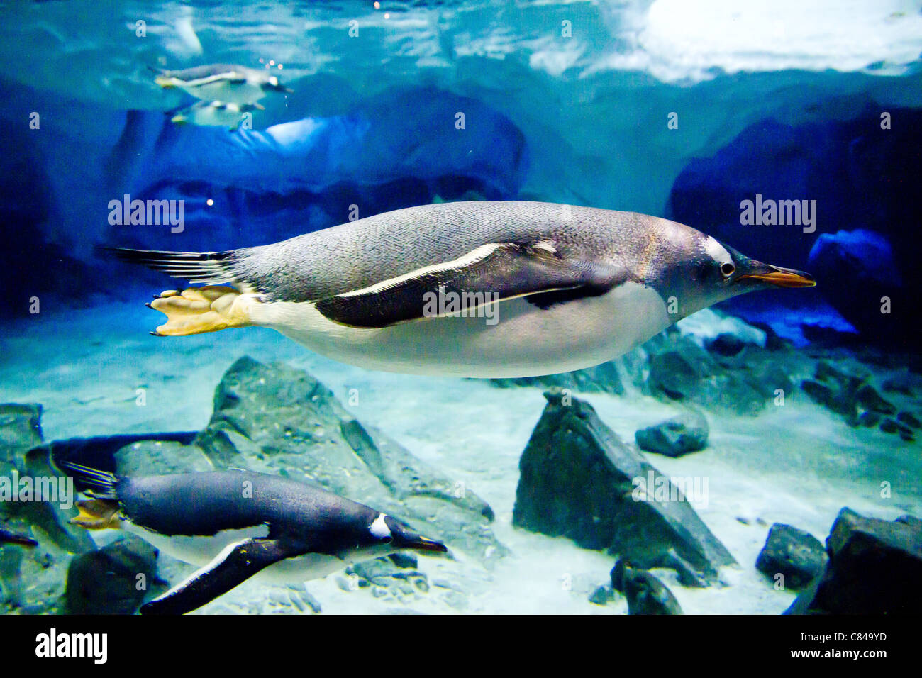 Gentoo Penguin (Pygoscelis papua) swimming underwater Stock Photo