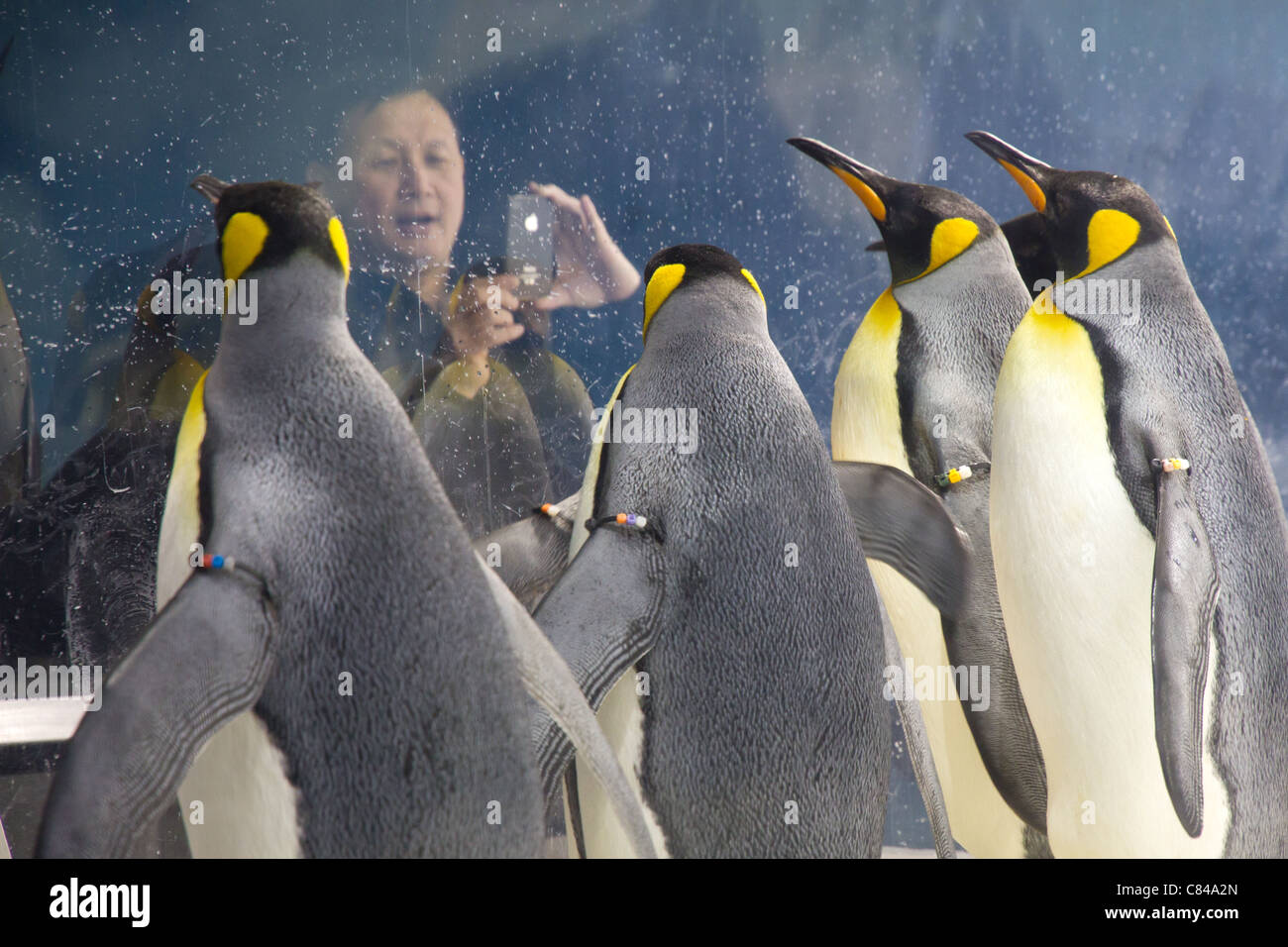 Emperor Penguins (Aptenodytes forsteri) being viewed by visitors to their enclosure. Stock Photo