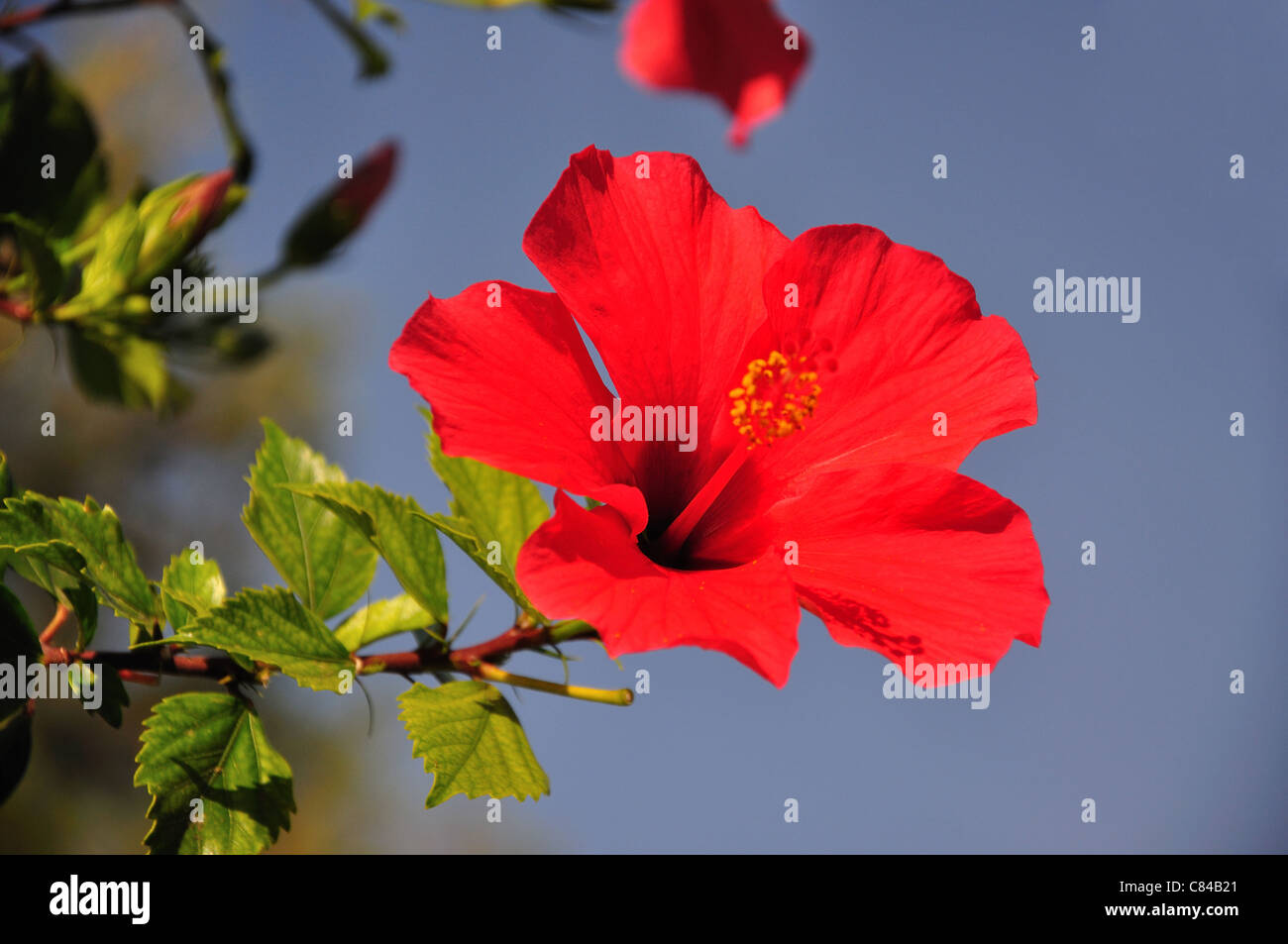 Red hibiscus spain hi-res stock photography and images - Alamy