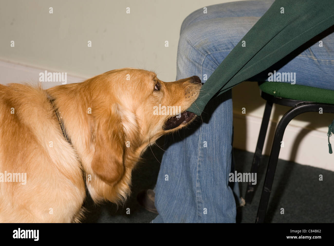 Baxter, a golden retriever in training as an assistance dog