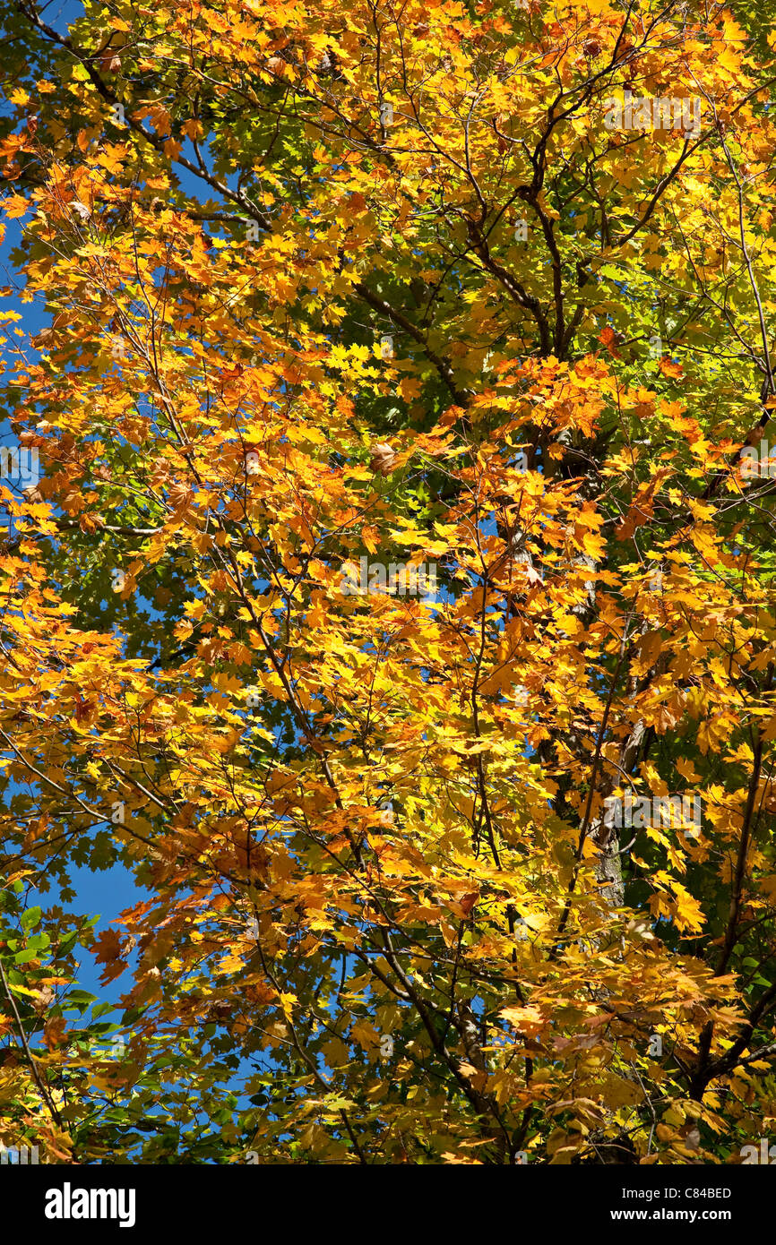 Canada maple forest hi-res stock photography and images - Alamy