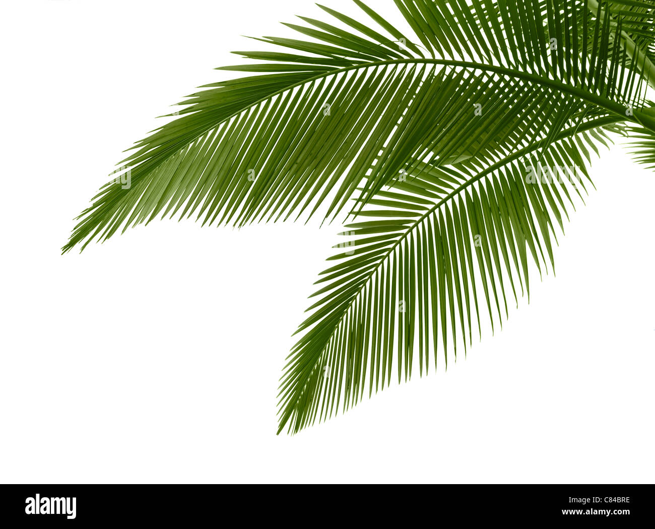 Leaves of palm tree isolated on white background Stock Photo