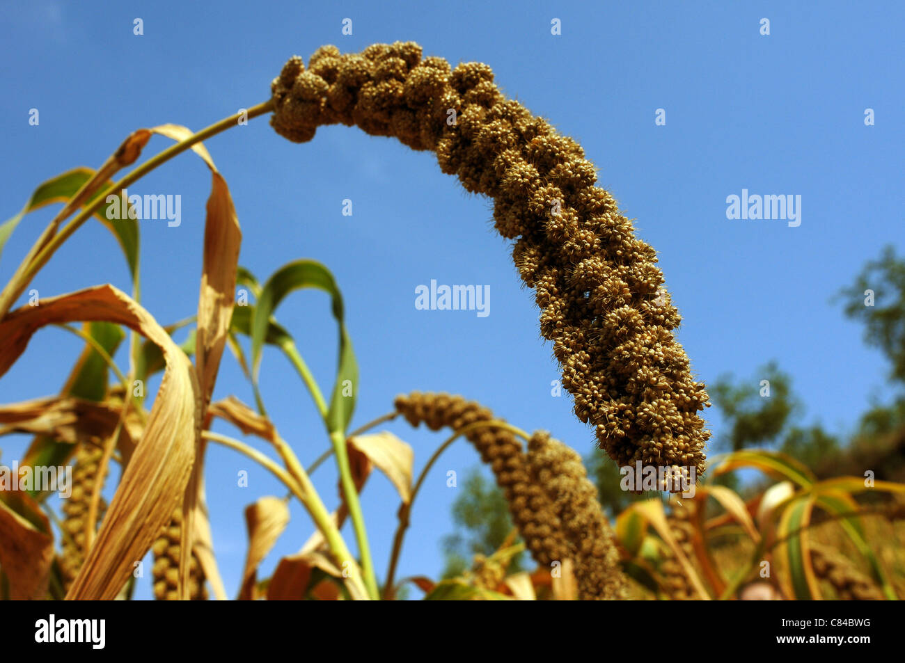 Ripe millet crops in the fields in autumn Stock Photo