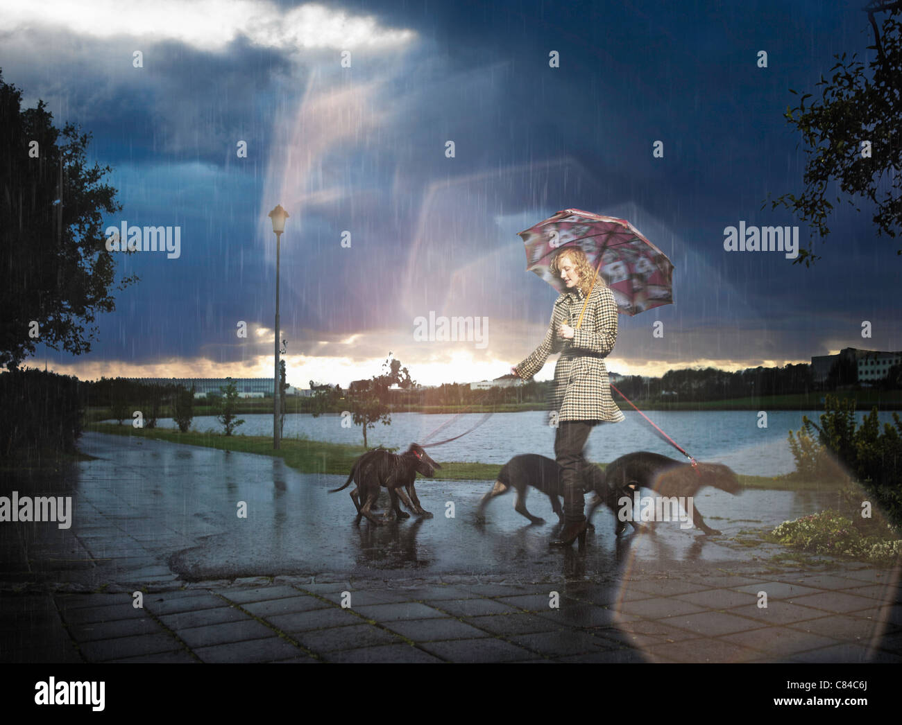 Woman with umbrella walking dogs in rain Stock Photo Alamy