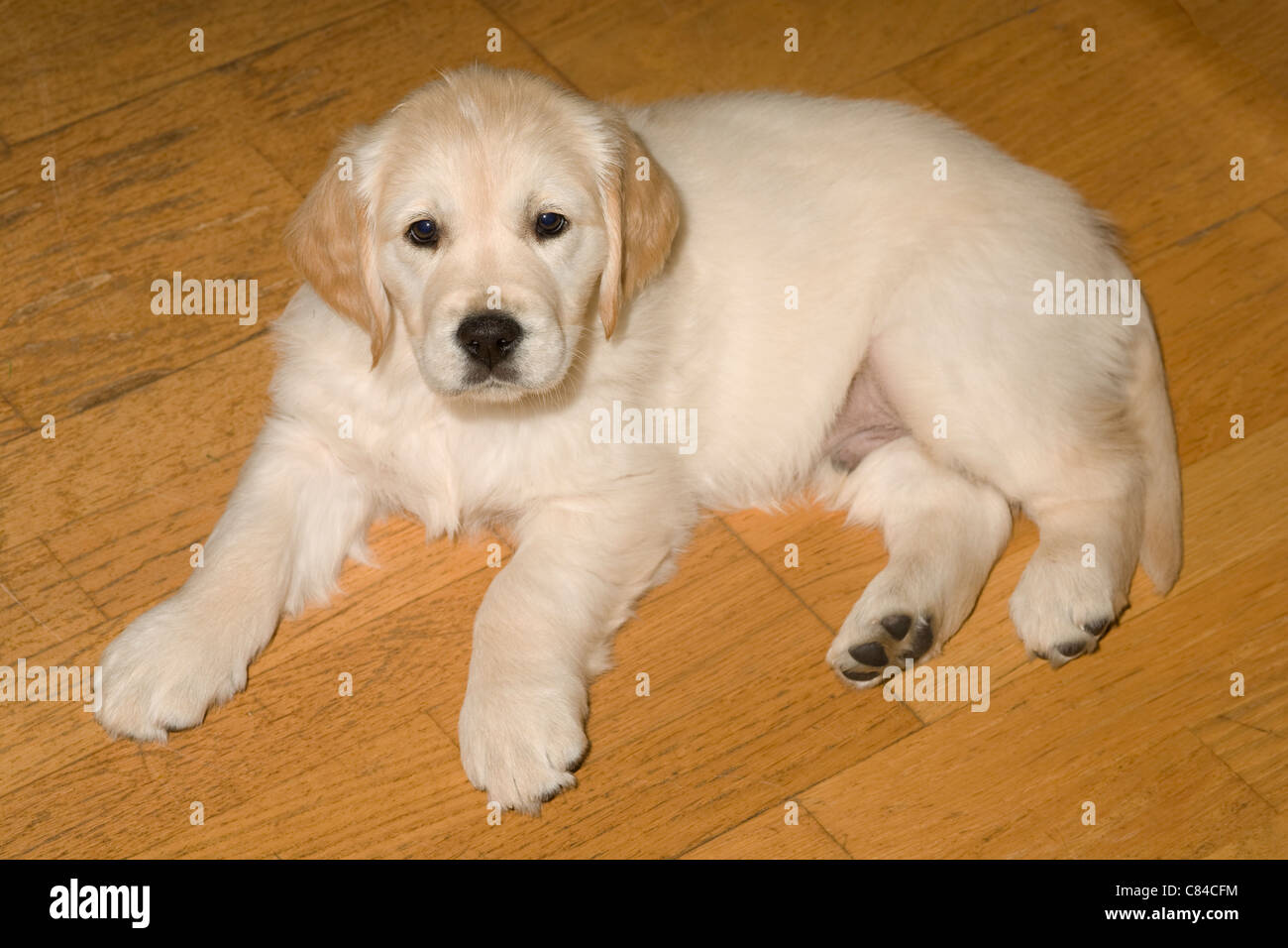 Josh Yorkbeach Golden Seaplane Golden Retriever Puppy 8 Months Old On Cliff Top Stock Photo Alamy