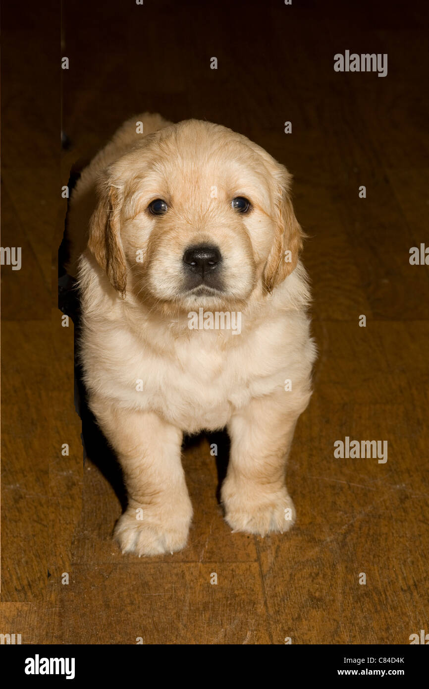 5 week hotsell golden retriever puppy