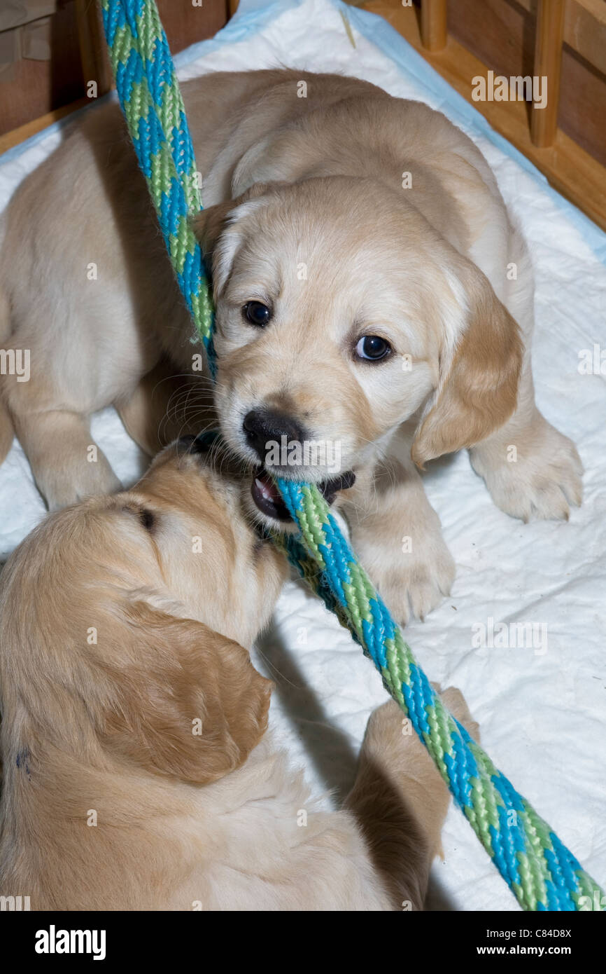 Labrador playpen deals