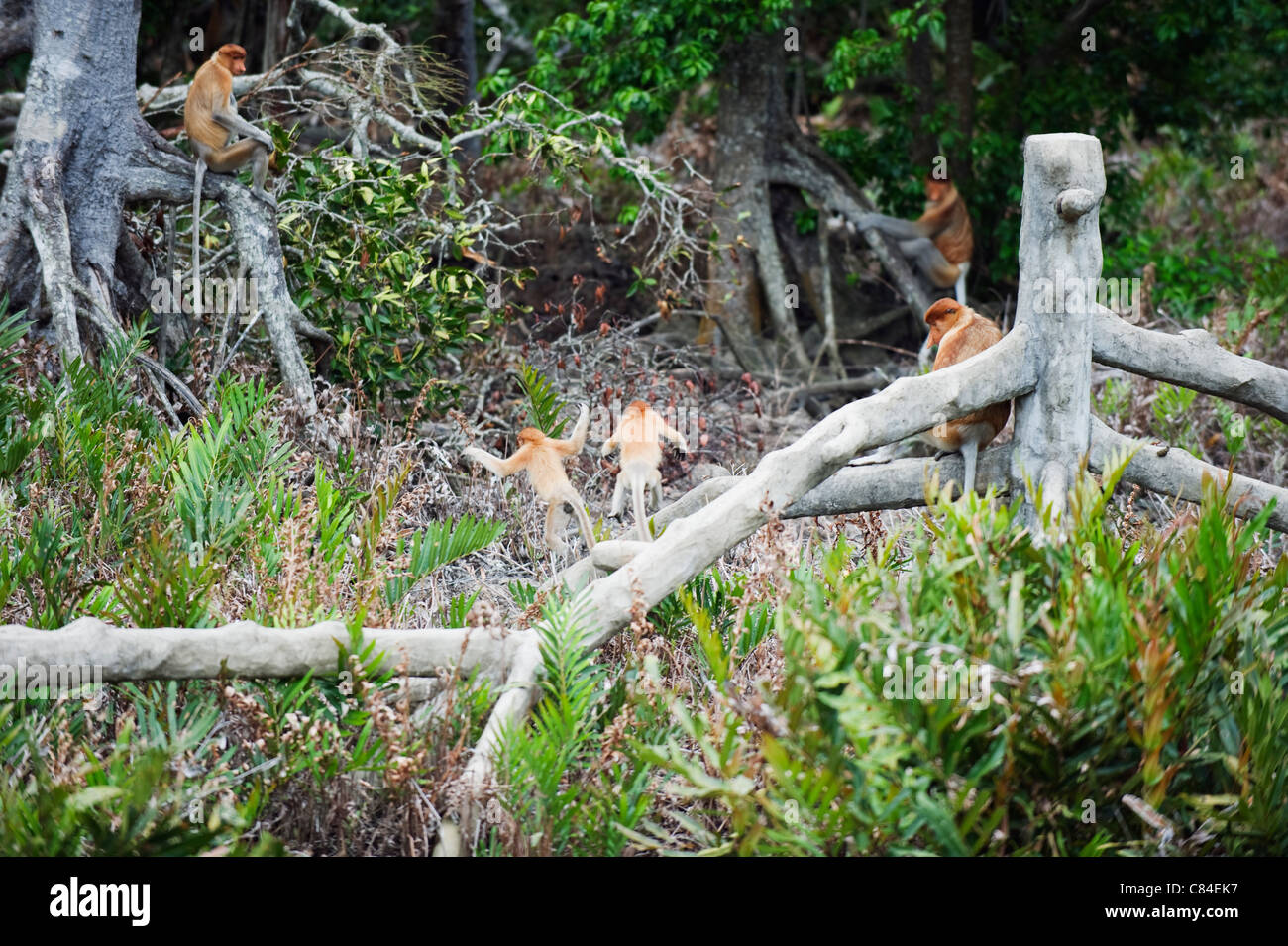 Proboscis monkey, Labuk Bay Proboscis Monkey Sanctuary, Sabah, Borneo ...