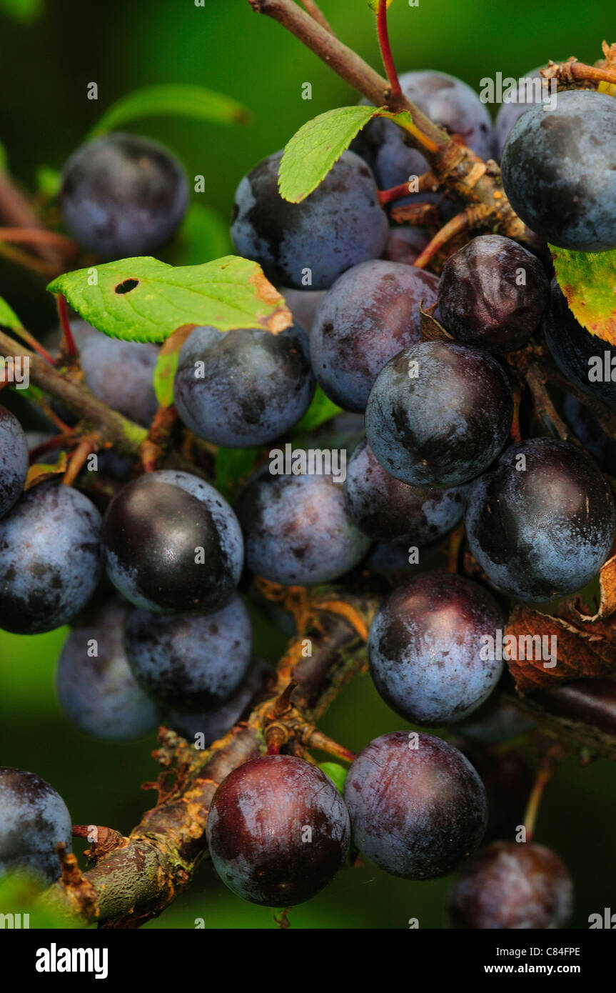 Sloe berries on a buckthorn (Prunus spinosa) tree UK Stock Photo Alamy