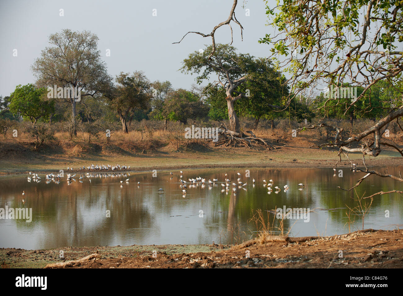 Yellow-billed Stork, Mycteria ibis, South Luangwa National Park, Zambia, Africa Stock Photo