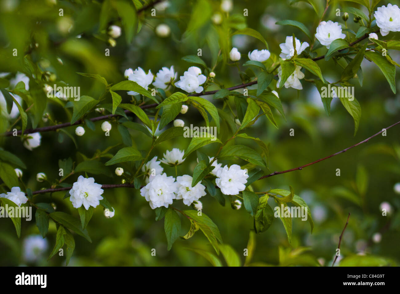 Rose flower macro close up in nature Stock Photo - Alamy