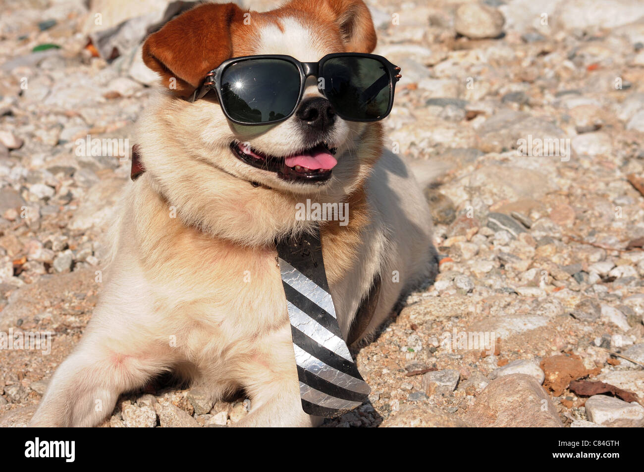 Funny puppy in sunglasses wearing a necktie Stock Photo - Alamy