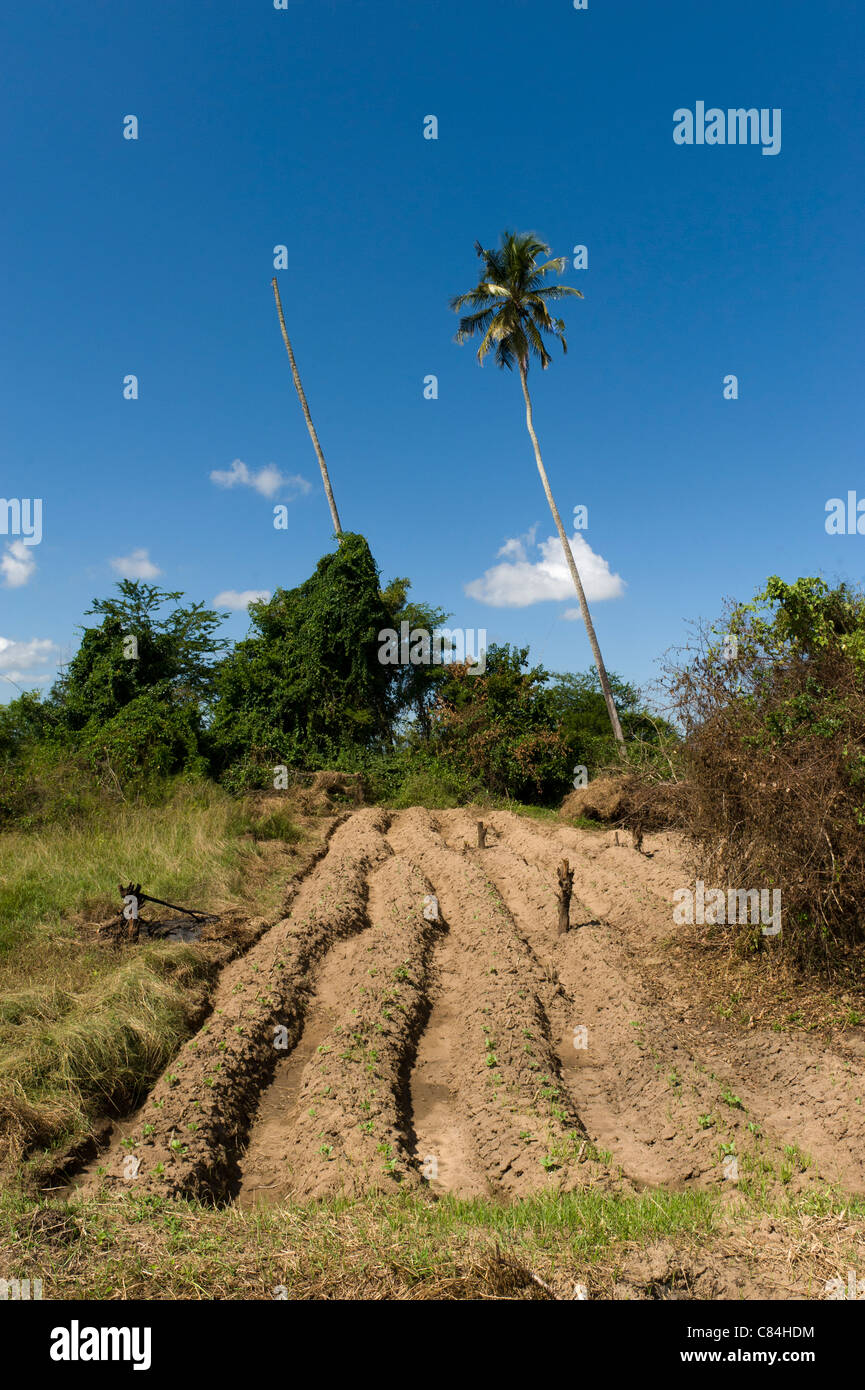 Intercropping hi-res stock photography and images - Alamy