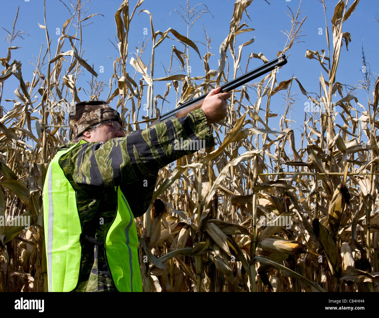fall hunter in corn field with safety vest and shotgun Stock Photo