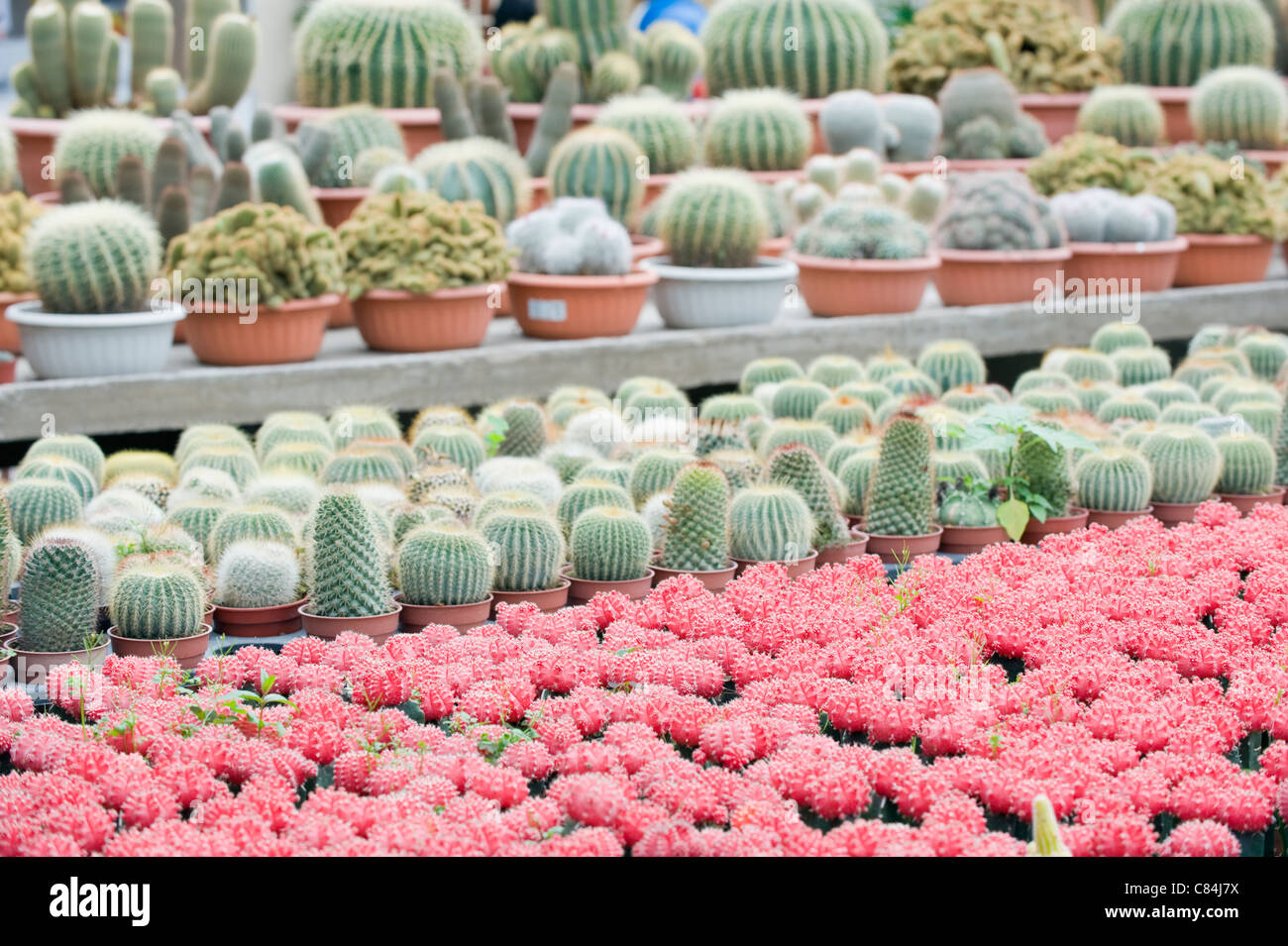 Cactus Farm, Cameron Highlands, Perak state, Malaysia Stock Photo - Alamy