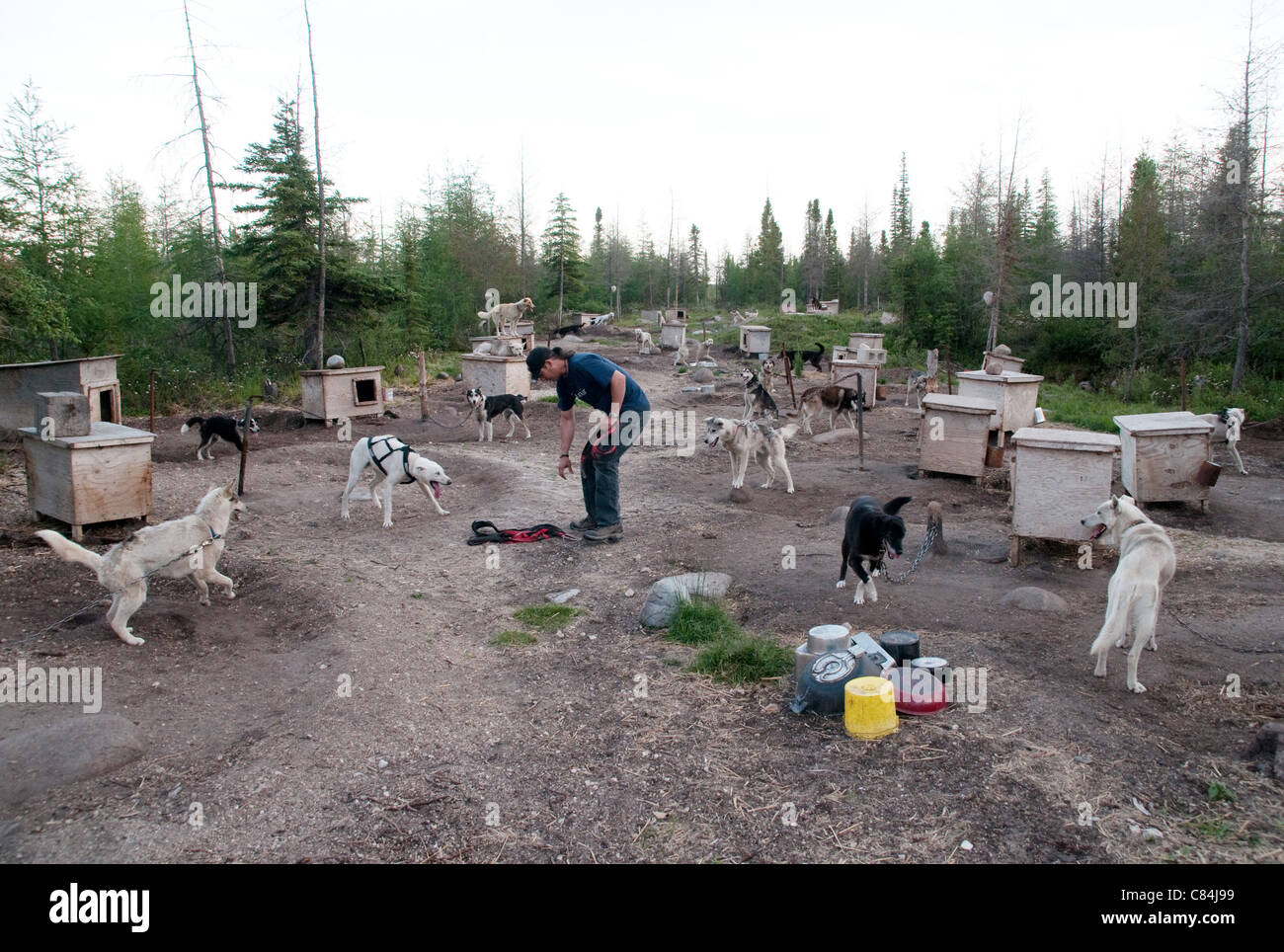 A dog sled musher and trainer with his dogs at an outdoor kennel in summer, near the Hudson Bay town of Churchill, Manitoba, Canada. Stock Photo