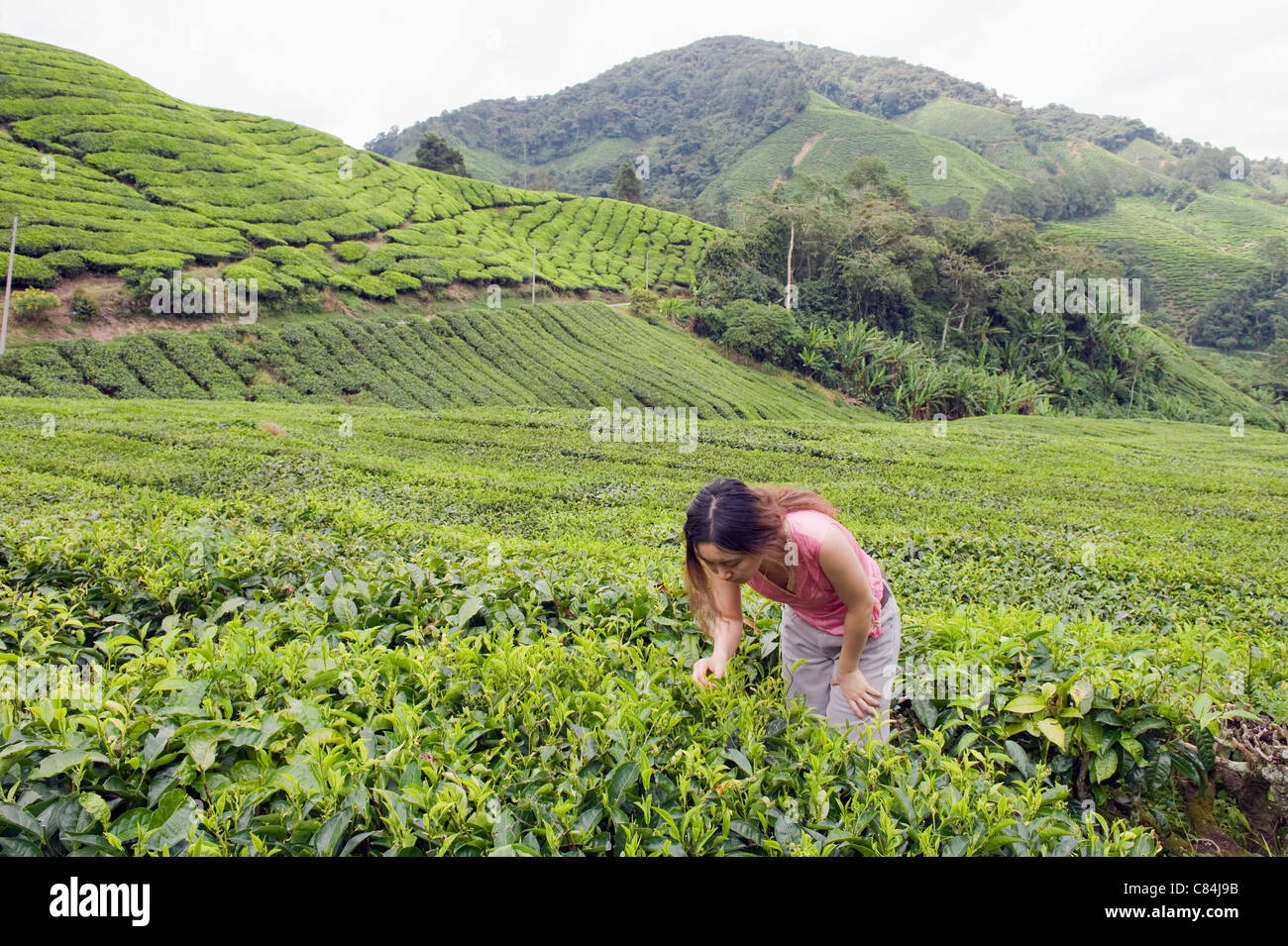 Tea Plantation Boh Sungai Palas Tea Estate Cameron Highlands Perak Stock Photo Alamy