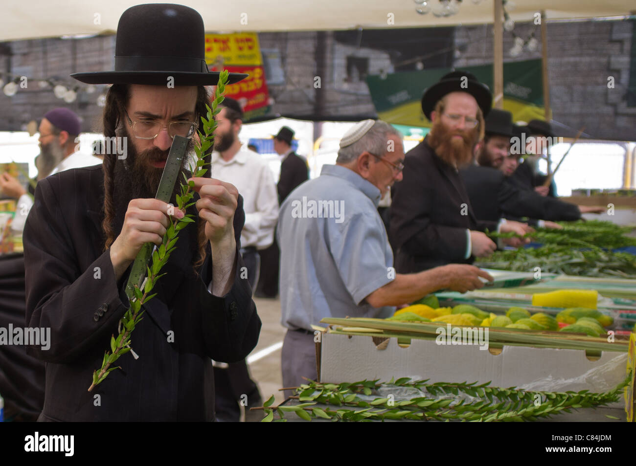 A religious Jew uses a ruler to meausre the length of a hadas as he ...