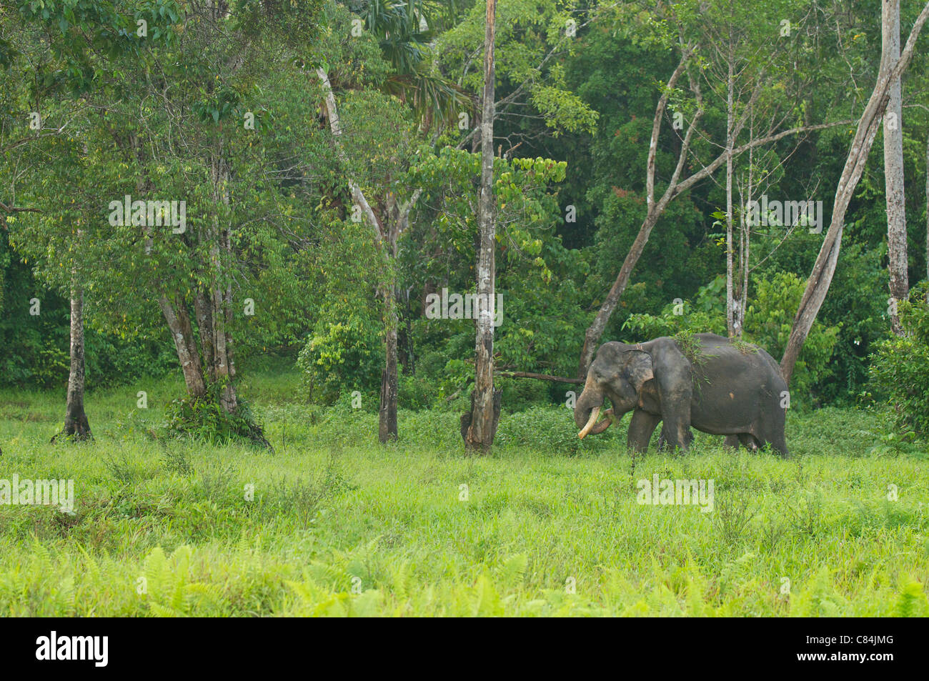 adult captive Asian elephant grazing in Gunung Leuser National Park, Indonesia Stock Photo