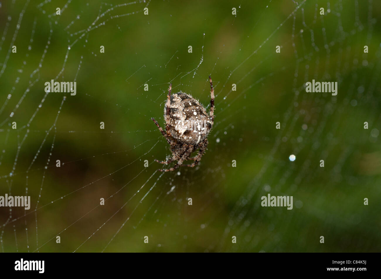 Female garden spider in web. Stock Photo