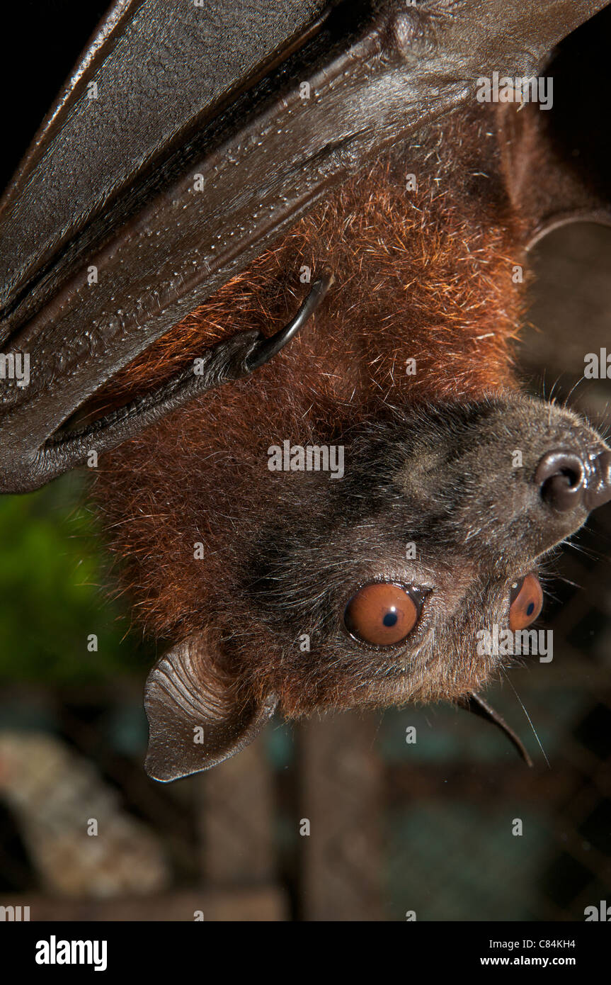 fruit bat for sale Stock Photo Alamy
