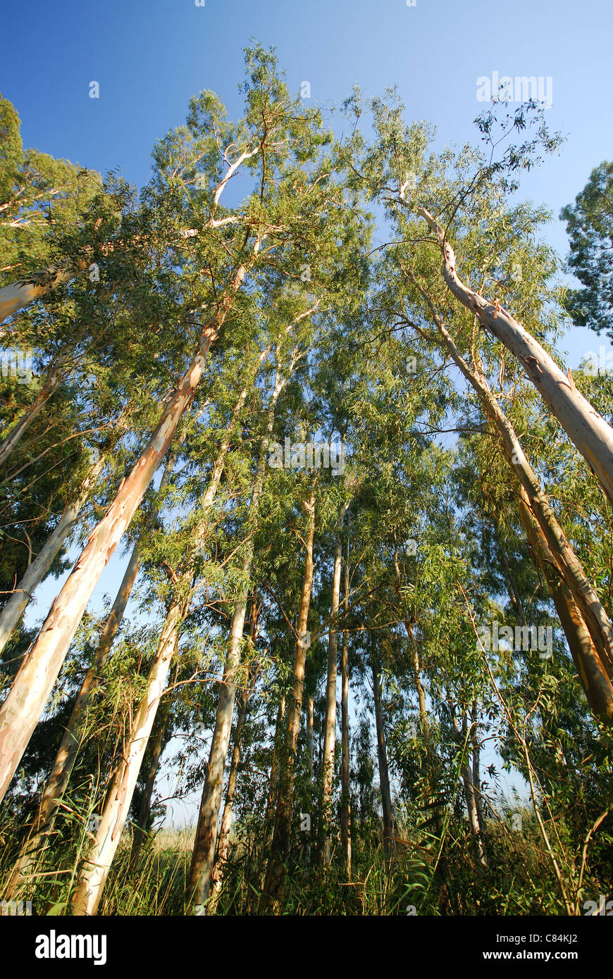 TURKEY. Eucalyptus trees Eucalyptus globulus. Stock Photo