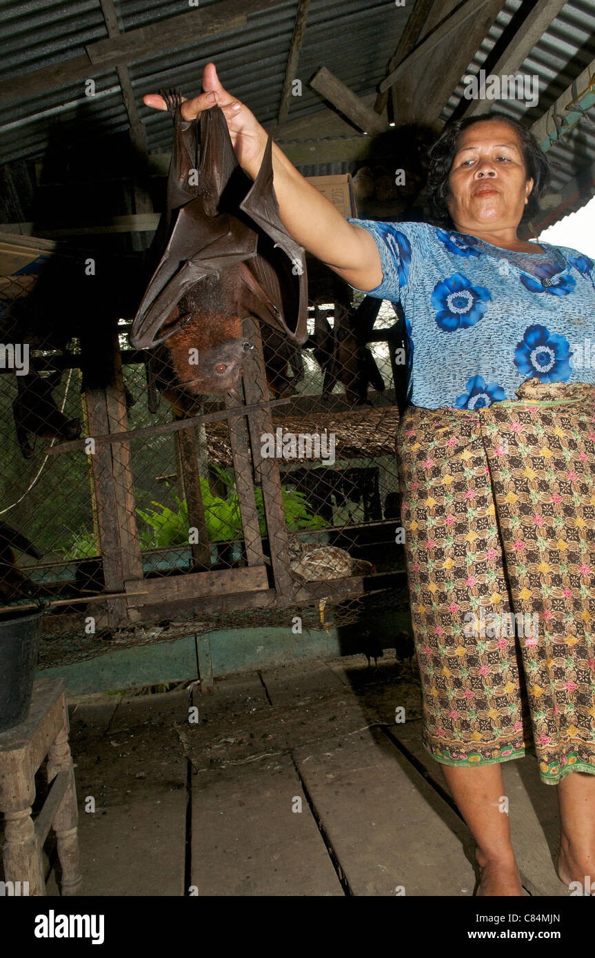 fruit bat for sale Stock Photo Alamy