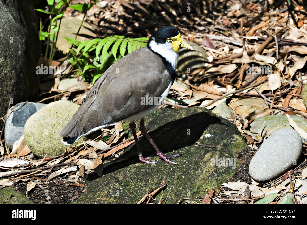 A Masked Lapwing or Plover in Scrub land at Taronga Zoo Sydney New South Wales NSW Australia Stock Photo