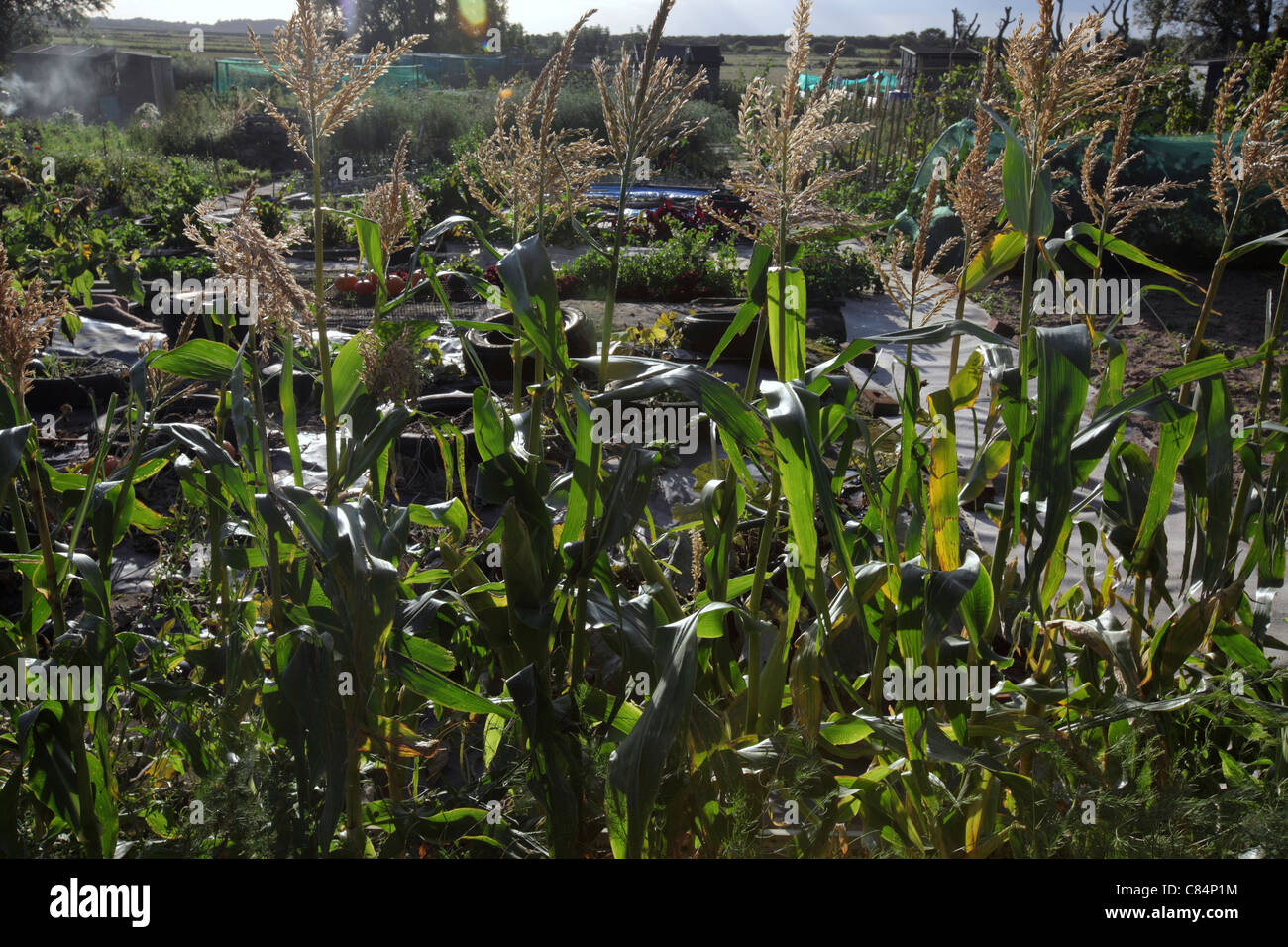 ready to harvest corn/maize crop grown on allotment in Suffolk Stock Photo