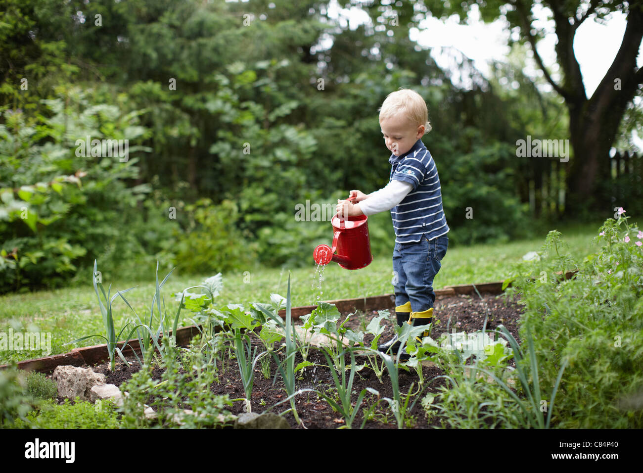 Toddler boy watering plants in backyard Stock Photo - Alamy